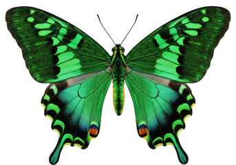 Isolated green emerald swallowtail butterfly with open wings on a neutral background