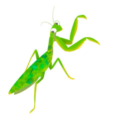 bug praying mantis 1
