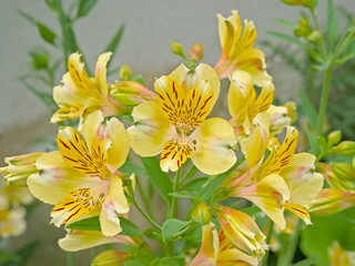 Yellow peruvian lillies with brown patterns, selective focus with bokeh background - Alstroemeria 