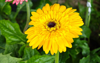 Chrysanthemums blooming in the garden