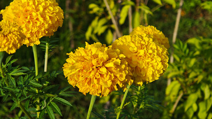 Marigolds blooming in the garden