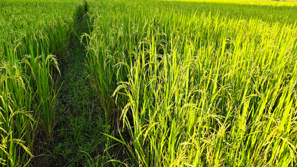 Rice fields during harvest season