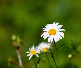 Une coccinelle sur une marguerite 