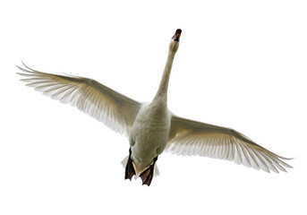 Isolated Swan in Flight with Wings Spread Wide Open, Graceful and Majestic Bird Overhead © Natalia
