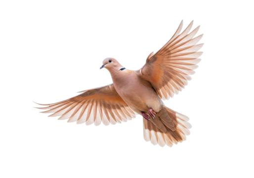 Isolated bird with open wings graceful in flight, beautiful dove flapping feathers mid-air
