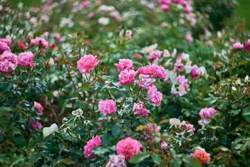 Blooming Pink Roses in a Vibrant Garden