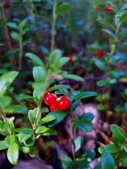 Close-Up of Red Forest Berries on Green Leaves — Wild Nature Macro