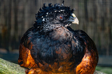 Great curassow, rainforest bird from Amazon basin, South America, endangered species