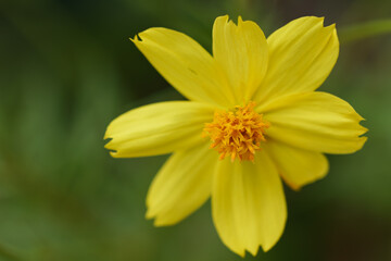 キバナコスモスのクローズアップ01