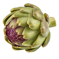 Vibrant Single Fresh Artichoke Head Isolated on Transparent Background