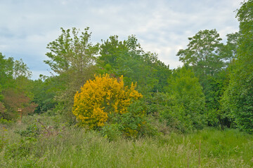 Spring landscape with yellow flowering bush and green trees in Prairies Saint Martin nature reserve, Rennes, France 