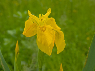 Closeup of a yellow irish flower, selective focus with green bokeh background - Iris pseudacorus