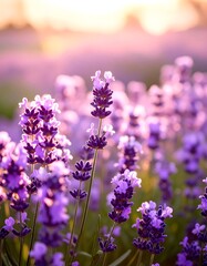 Vibrant lavender field at sunset