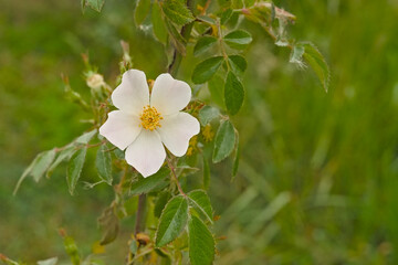 White dog rose flower, selective focus on a green bokeh background - Rosa canina 