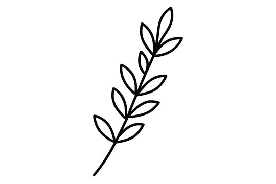 thyme sprig vector line art flower silhouette