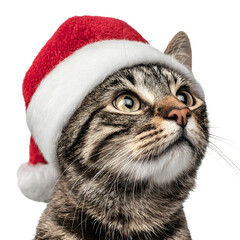 Festive Tabby Cat Santa Hat Transparent Background