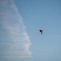 Lone Cormorant Bird Soaring in Clear Blue Sky