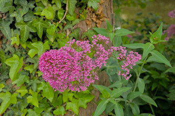 Pink flowers of spur valerian, selective focus with green bokeh background 