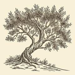 Obraz premium Olive Tree Vintage Woodcut Engraving Style Hand Drawn Vector Illustration 