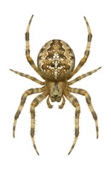 Spider featuring a distinct web design unlike similar species.