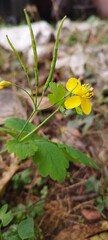 yellow flower in the grass