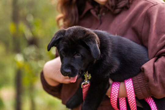 young black German Shepard Labrador crossbreed  dog held in arms of woman
