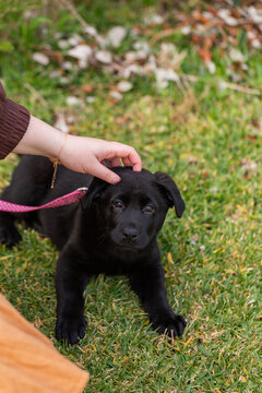 young black German Shepard Labrador crossbreed puppy dog