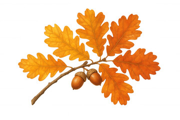 Oak branch with colorful autumn leaves and acorns, transparent background concept for fall season