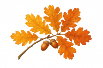Oak branch with colorful autumn leaves and acorns, transparent background concept for fall season