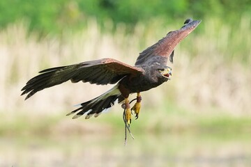 A Harris's Falcon is being trained in flight in Bangkok, Thailand. Photo taken on September 25, 2025.