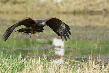 A Harris's Falcon is being trained in flight in Bangkok, Thailand. Photo taken on September 25, 2025.