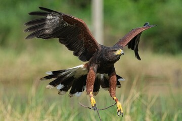 A Harris's Falcon is being trained in flight in Bangkok, Thailand. Photo taken on September 25, 2025.