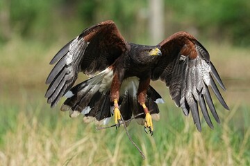 A Harris's Falcon is being trained in flight in Bangkok, Thailand. Photo taken on September 25, 2025.
