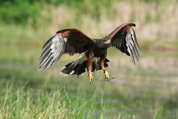 A Harris's Falcon is being trained in flight in Bangkok, Thailand. Photo taken on September 25, 2025.