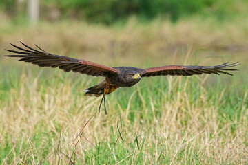 A Harris's Falcon is being trained in flight in Bangkok, Thailand. Photo taken on September 25, 2025.