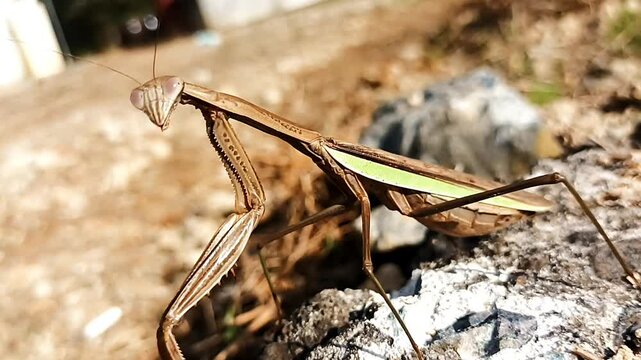 사마귀의 여유로운 순간
Praying Mantis: Moment of Calm