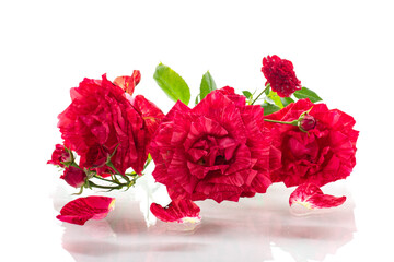 Closeup of blooming red roses with delicate petals