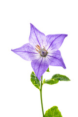 Single five-pointed corolla of the Platycodon isolated on a light