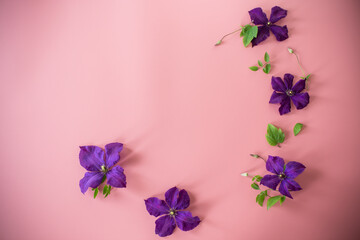 purple clematis branch on pink background top