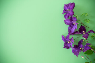holiday card with clematis and clean space