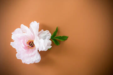 Pink peony with lush petals on brown background from above