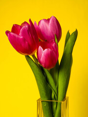Red tulips simple bouquet on yellow bald background, copy space. Flower composition on rich saturated tone. Nature beauty and shape.