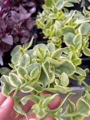 Obraz premium Close Up of Variegated Green Plant Leaves