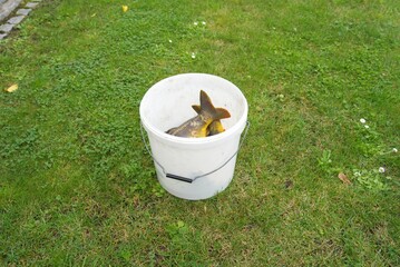 Fisherman holding a freshly caught carp in a bucket
