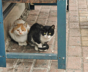 City Companions — Two Little Stray Kittens Beneath the Bench