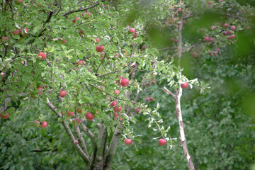 An apple on a tree. An apple tree in a garden. Fresh green and red apples in the forest. Eco fruit.