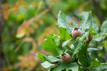 Loquat on the tree. Fresh medlar. Eco fruits on the tree. Loquat in the forest