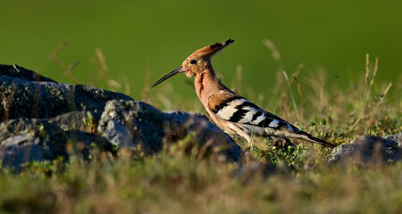 Wiedehopf // Eurasian Hoopoe (Upupa epops)  © bennytrapp