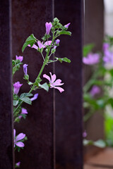 Purple Flowers Through Wooden Fence
