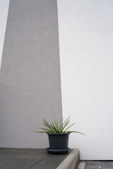 Potted plant against minimalist gray and white wall creating contrast